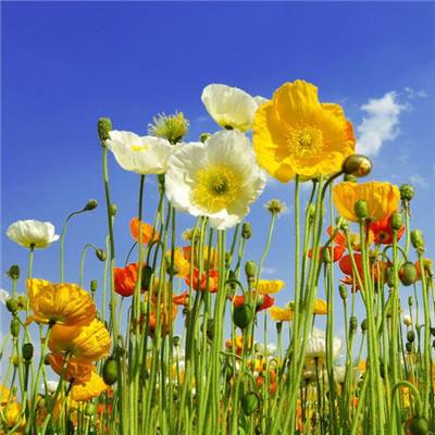 花花传奇世界手游下载